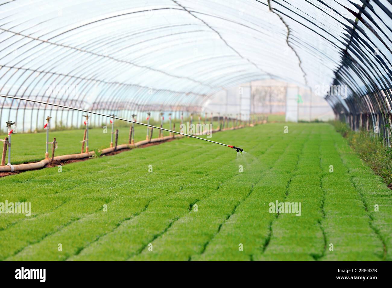 Rice seedling greenhouse, North China Stock Photo - Alamy