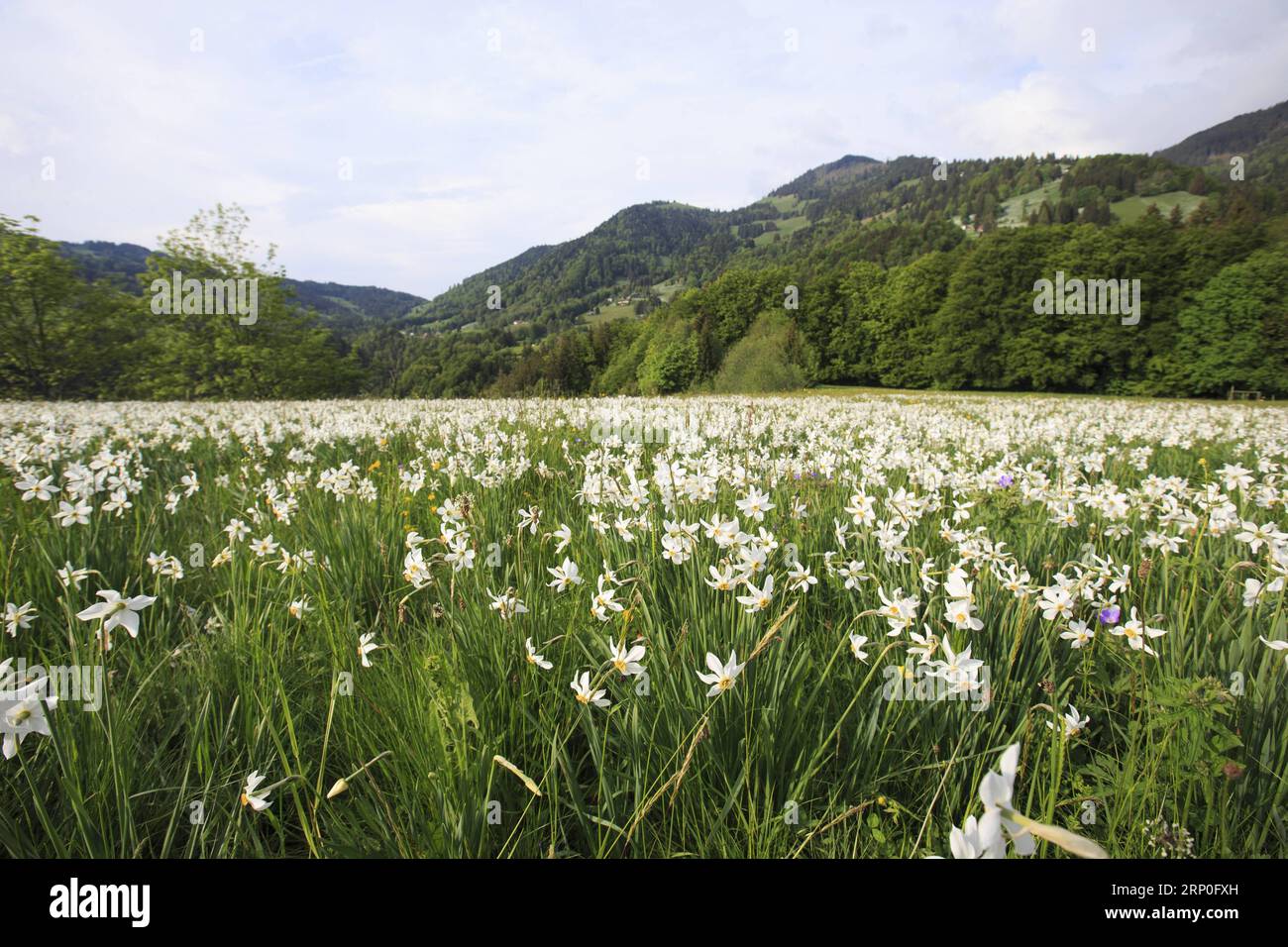 (180512) -- MONTREUX (SWITZERLAND) , May 12, 2018 -- Photo taken on May 12, 2018 shows a meadow with narcissus radiiflorus on a mountain near Montreux, Canton of Vaud, Switzerland. Wild narcissi blooms in May and turns the meadows in Montreux into white, which described by Swiss as May Snow . ) SWITZERLAND-MONTREUX-NARCISSI-BLOOM XuxJinquan PUBLICATIONxNOTxINxCHN Stock Photo