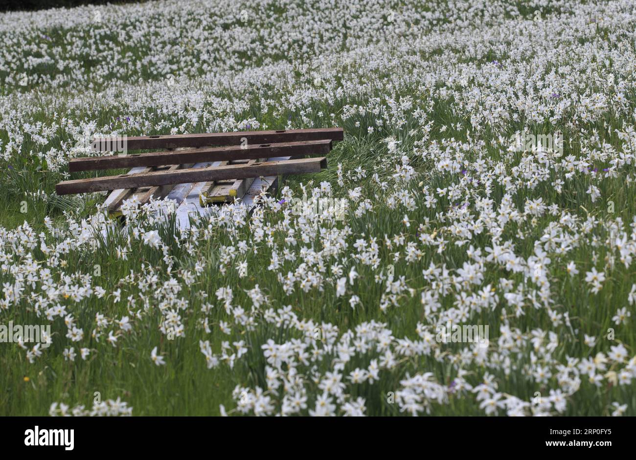 (180512) -- MONTREUX (SWITZERLAND), May 12, 2018 -- Photo taken on May 12, 2018 shows a meadow with narcissus radiiflorus on a mountain near Montreux, Canton of Vaud, Switzerland. Wild narcissi blooms in May and turns the meadows in Montreux into white, which described by Swiss as May Snow . ) SWITZERLAND-MONTREUX-NARCISSI-BLOOM XuxJinquan PUBLICATIONxNOTxINxCHN Stock Photo