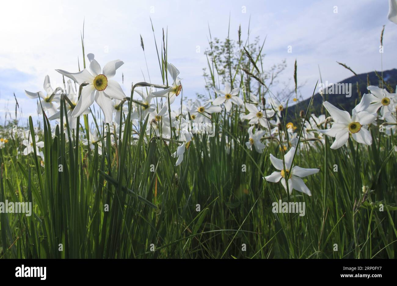 (180512) -- MONTREUX (SWITZERLAND) , May 12, 2018 -- Photo taken on May 12, 2018 shows narcissus radiiflorus on a mountain near Montreux, Canton of Vaud, Switzerland. Wild narcissi blooms in May and turns the meadows in Montreux into white, which described by Swiss as May Snow . ) SWITZERLAND-MONTREUX-NARCISSI-BLOOM XuxJinquan PUBLICATIONxNOTxINxCHN Stock Photo