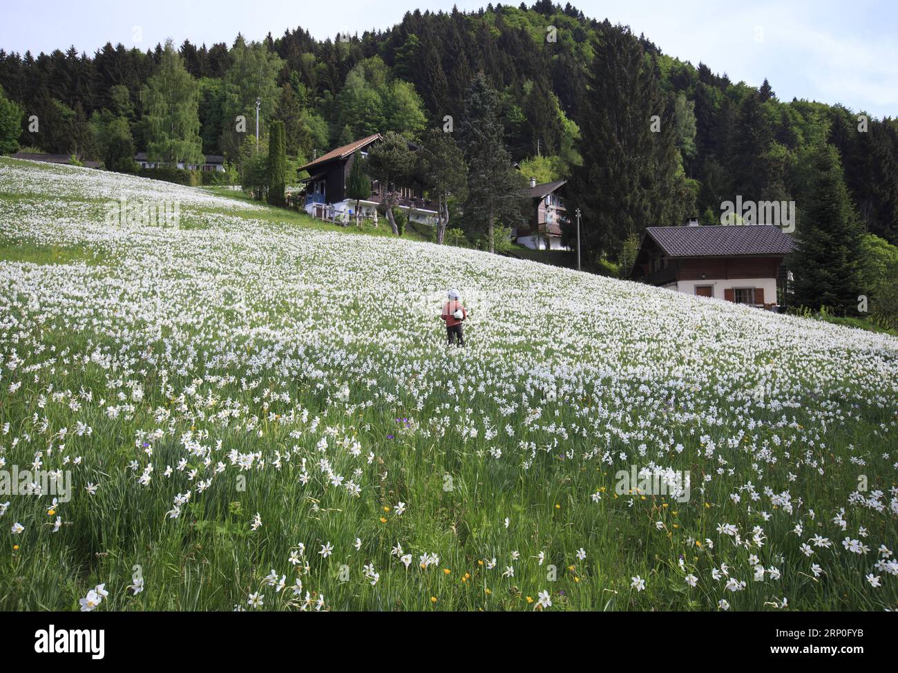 (180512) -- MONTREUX (SWITZERLAND) , May 12, 2018 -- Photo taken on May 12, 2018 shows a meadow with narcissus radiiflorus on a mountain near Montreux, Canton of Vaud, Switzerland. Wild narcissi blooms in May and turns the meadows in Montreux into white, which described by Swiss as May Snow . ) SWITZERLAND-MONTREUX-NARCISSI-BLOOM XuxJinquan PUBLICATIONxNOTxINxCHN Stock Photo