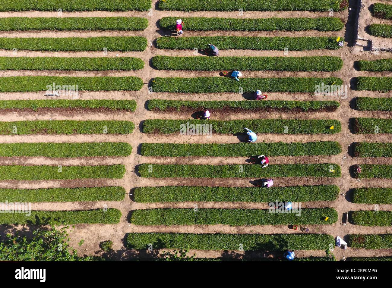 (180519) -- QINGDAO, May 19, 2018 -- Aerial photo shows farmers picking tea leaves at a tea garden of an agricultural company in Laoshan District of Qingdao, east China s Shandong Province, May 19, 2018. ) (zyd) CHINA-SHANDONG-TEA PLANTATION (CN) GuoxXulei PUBLICATIONxNOTxINxCHN Stock Photo