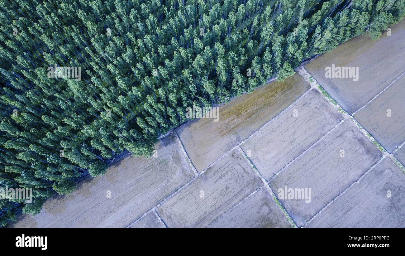 (180522) -- ILI, May 22, 2018 -- Aerial photo taken on May 21, 2018 shows paddy fields in Chapchal Sibo Autonomous County under Ili Kazakh Autonomous Prefecture, northwest China s Xinjiang Uygur Autonomous Region. ) (ly) CHINA-XINJIANG-ILI-AGRICULTURE(CN) HuxHuhu PUBLICATIONxNOTxINxCHN Stock Photo