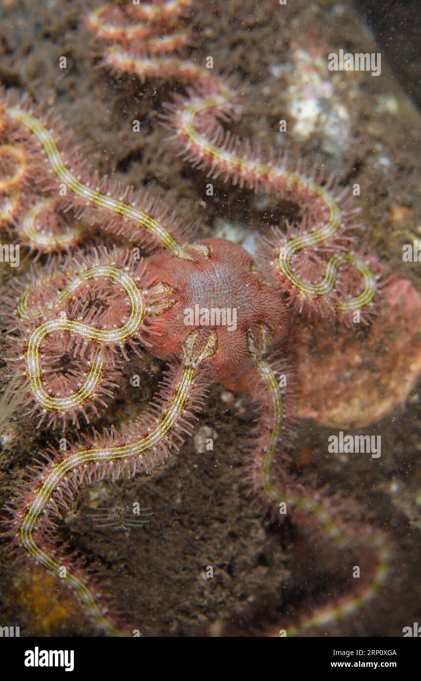 Pictet's Brittle Star, Ophiothrix cf picteti, night dive, Seraya House Reef dive site, Seraya, Kerangasem, Bali, Indonesia Stock Photo