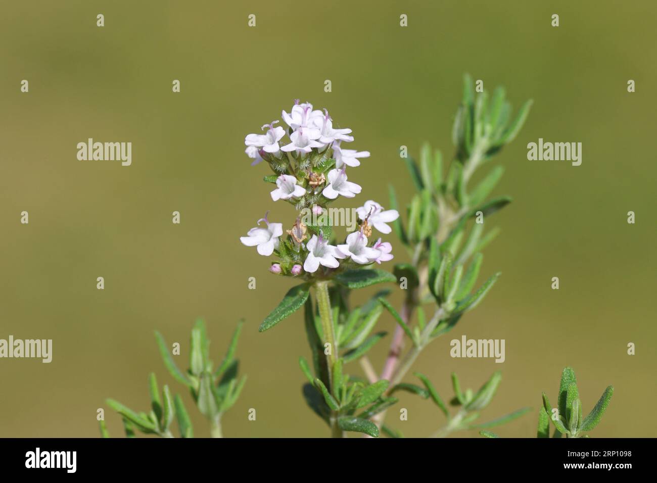 Closeup purple, pink, flowers of Thymus vulgaris (common thyme, German thyme, garden thyme, thyme), mint family Lamiaceae. Dutch garden, May Stock Photo