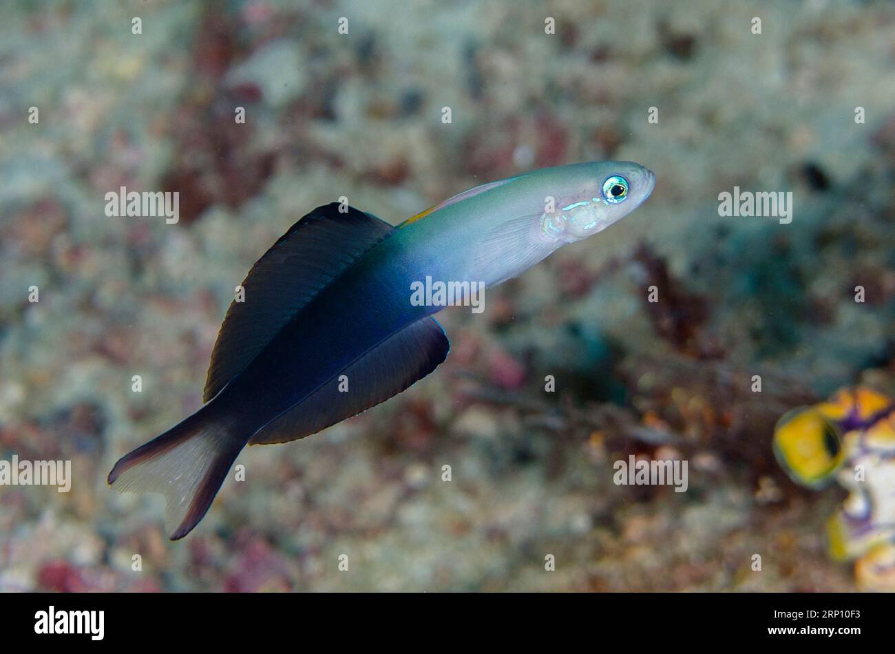 Twotone Dartfish, Ptereleotris evides, Blue Magic dive site, Mioskon, Dampier Strait, Raja Ampat, West Papua, Indonesia Stock Photo