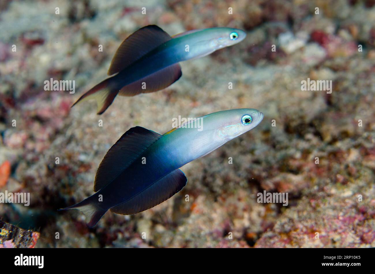 Pair of Twotone Dartfish, Ptereleotris evides, Blue Magic dive site, Mioskon, Dampier Strait, Raja Ampat, West Papua, Indonesia Stock Photo