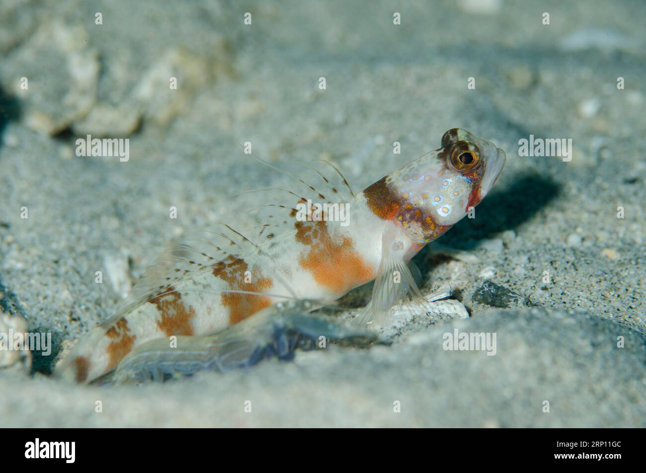 Arcfin Shrimpgoby, Amblyeleotris arcupinna, and Snapping Shrimp, Alpheus sp, by hole on sand, Coral Wall dive site, near Blue Lagoon, Padangbai, near Stock Photo
