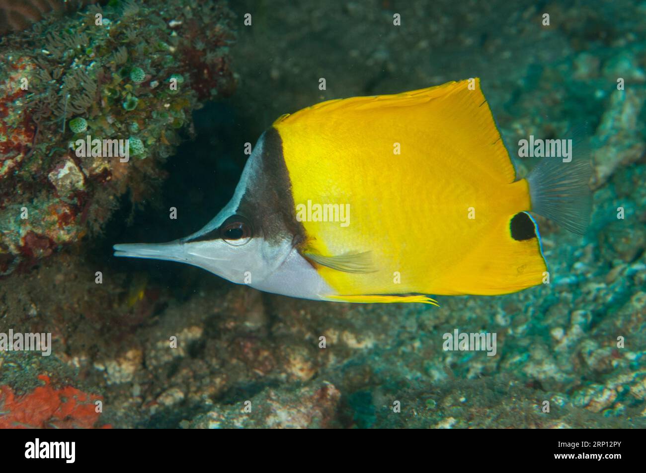 Forcepsfish, Forcipiger flavissimus, Pyramids dive site, Amed, Karangasem, Bali, Indonesia Stock Photo