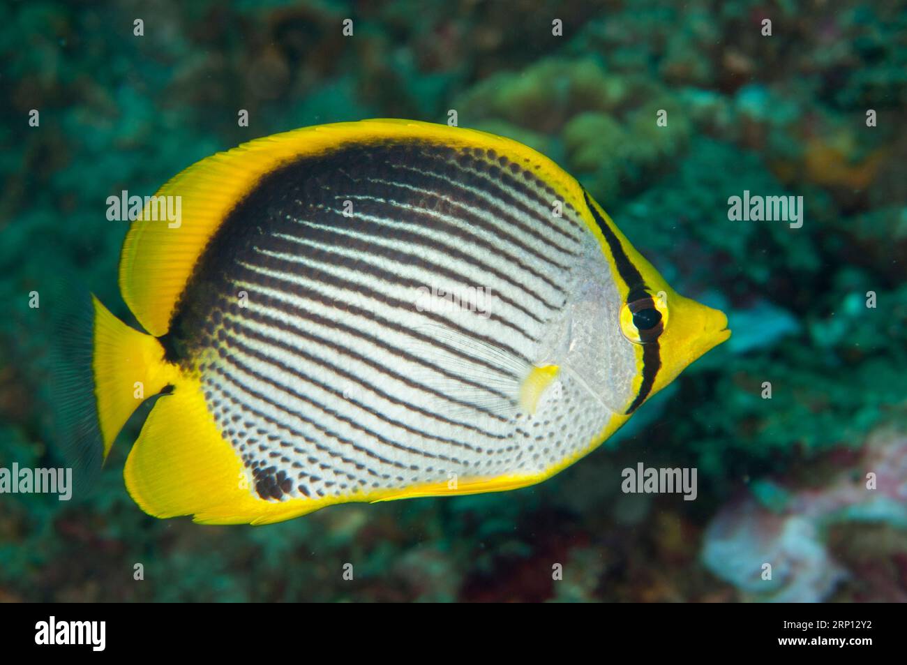 Black-backed Butterflyfish, Chaetodon melannotus, Jemeluk dive site, Amed, Karangasem, Bali, Indonesia Stock Photo