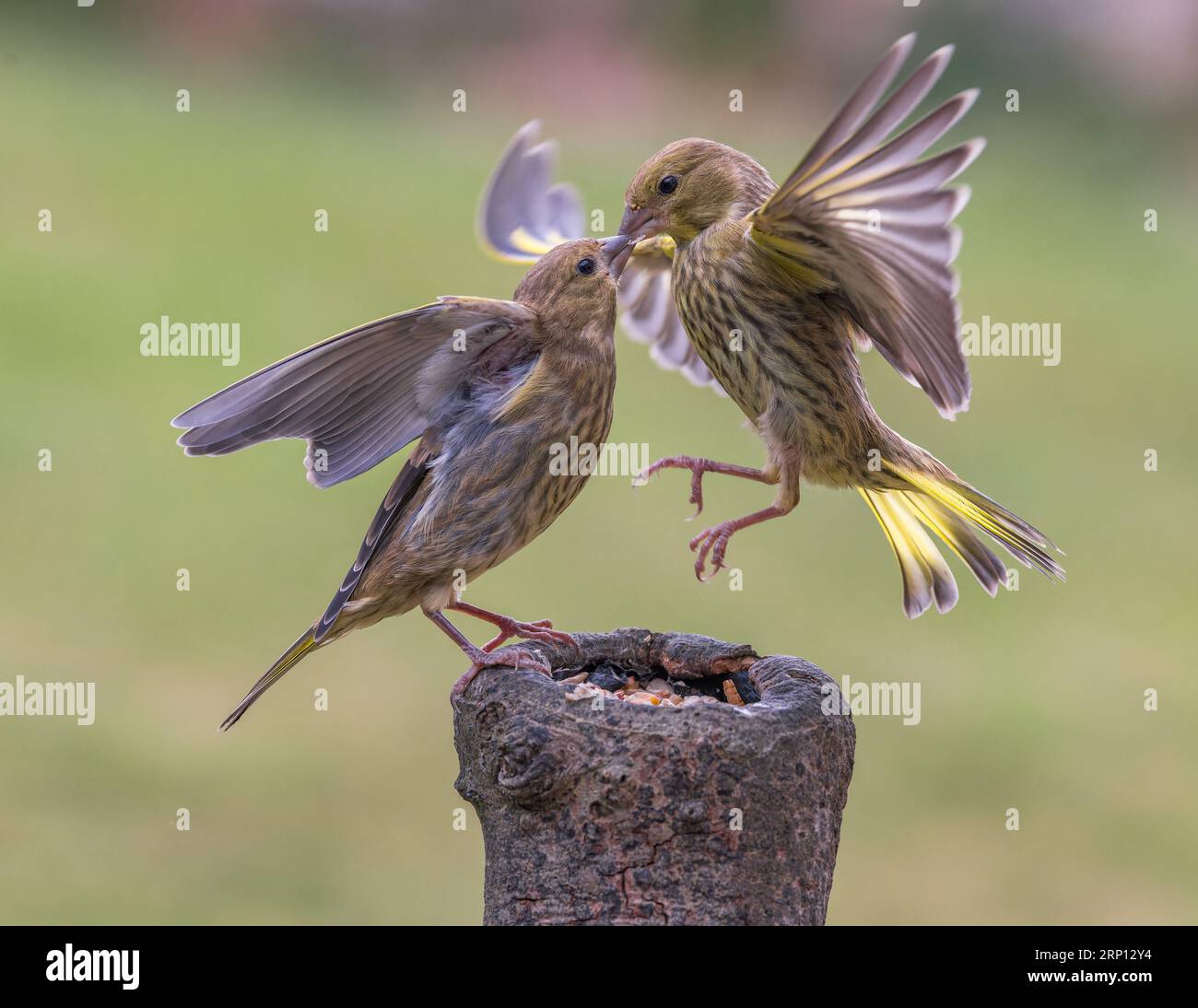 European Greenfinch [ Chloris chloris ] Juvenile birds fighting over feeding position on baited stump Stock Photo