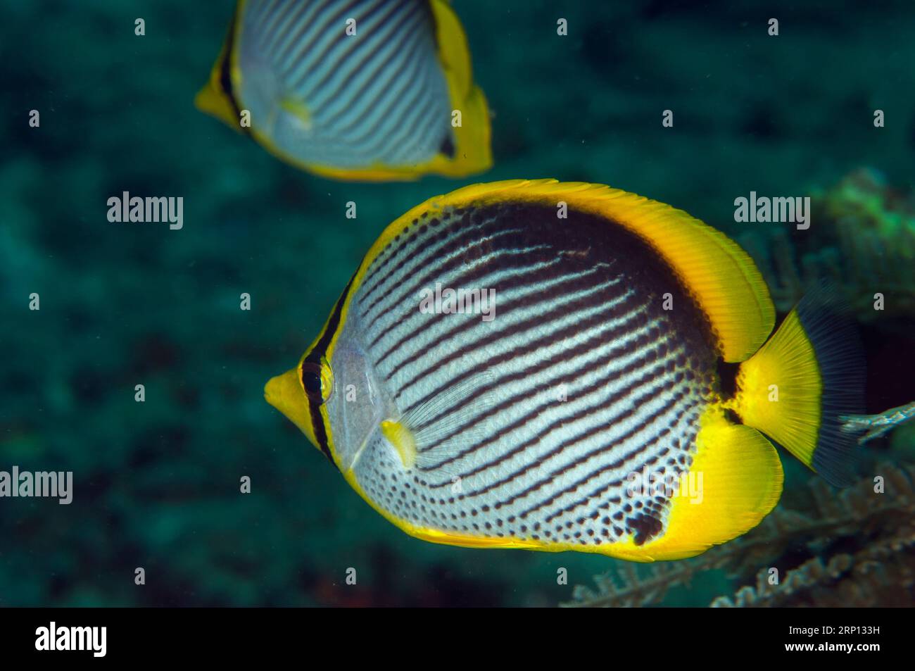 Pair of Black-backed Butterflyfish, Chaetodon melannotus, Jemeluk dive site, Amed, Karangasem, Bali, Indonesia Stock Photo