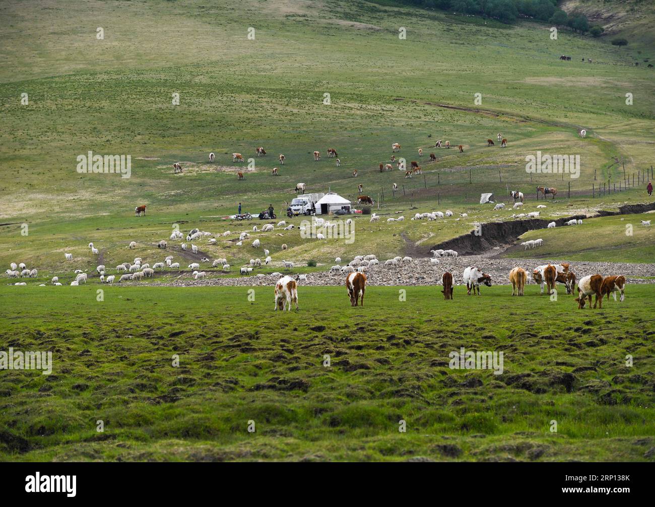 (180607) -- CHIFENG, June 7, 2018 -- Livestock graze on a grassland of Ar Horqin Banner in Chifeng, north China s Inner Mongolia Autonomous Region, June 6, 2018. Grass on the pastures of Inner Mongolia resumes growth thanks to rising temperature and more rainfall.) (wyl) CHINA-INNER MONGOLIA-CHIFENG-GRASSLAND (CN) PengxYuan PUBLICATIONxNOTxINxCHN Stock Photo