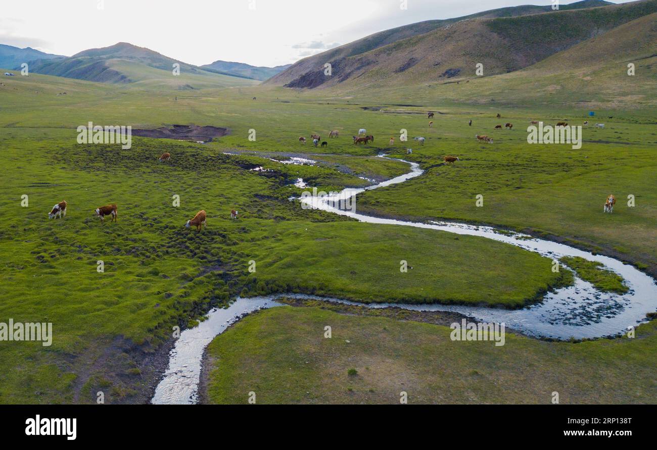 (180607) -- CHIFENG, June 7, 2018 -- Livestock graze on a grassland of Ar Horqin Banner in Chifeng, north China s Inner Mongolia Autonomous Region, June 6, 2018. Grass on the pastures of Inner Mongolia resumes growth thanks to rising temperature and more rainfall. ) (wyl) CHINA-INNER MONGOLIA-CHIFENG-GRASSLAND (CN) PengxYuan PUBLICATIONxNOTxINxCHN Stock Photo
