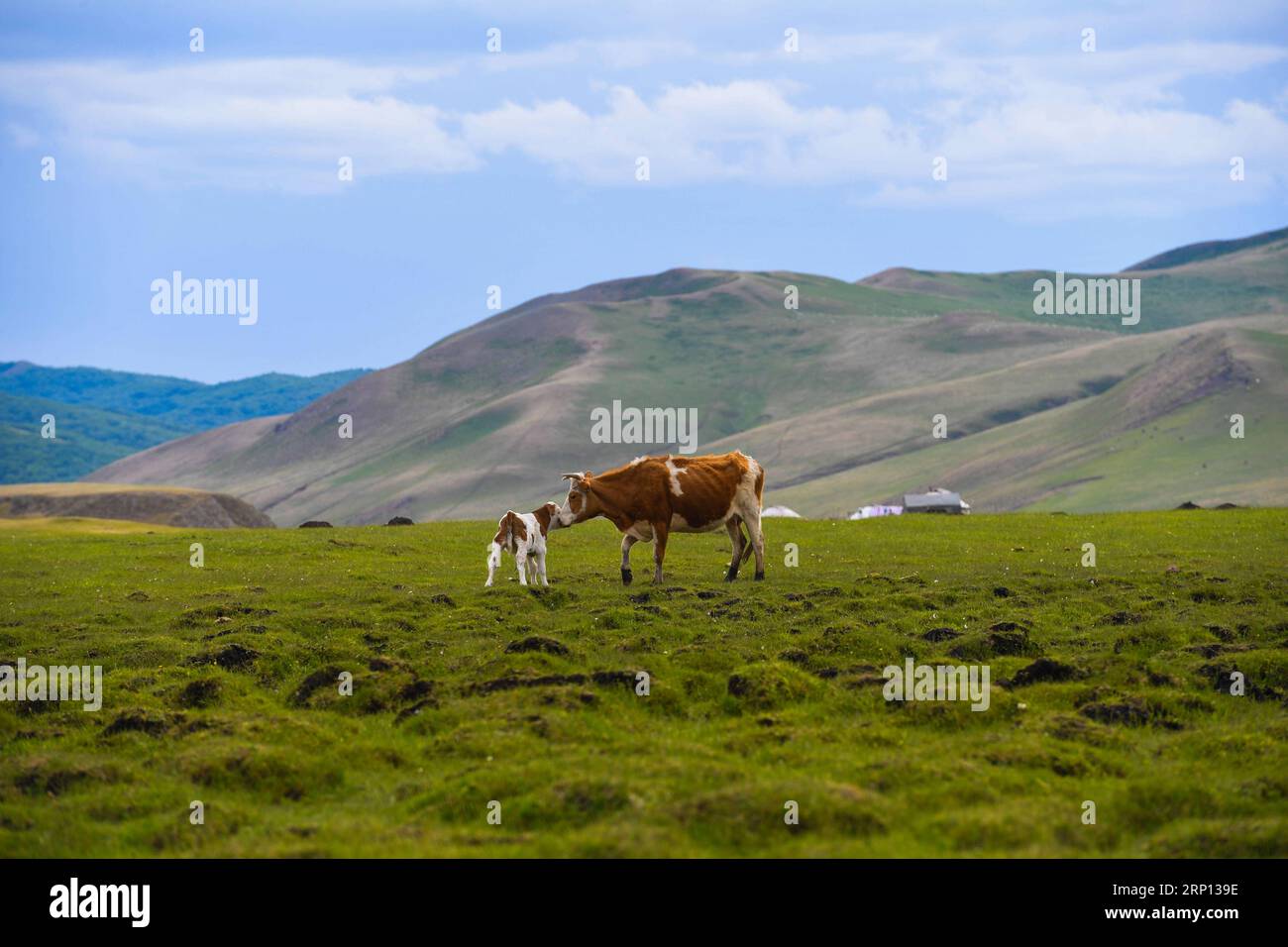 (180607) -- CHIFENG, June 7, 2018 -- Livestock graze on a grassland of Ar Horqin Banner in Chifeng, north China s Inner Mongolia Autonomous Region, June 6, 2018. Grass on the pastures of Inner Mongolia resumes growth thanks to rising temperature and more rainfall.) (wyl) CHINA-INNER MONGOLIA-CHIFENG-GRASSLAND (CN) PengxYuan PUBLICATIONxNOTxINxCHN Stock Photo