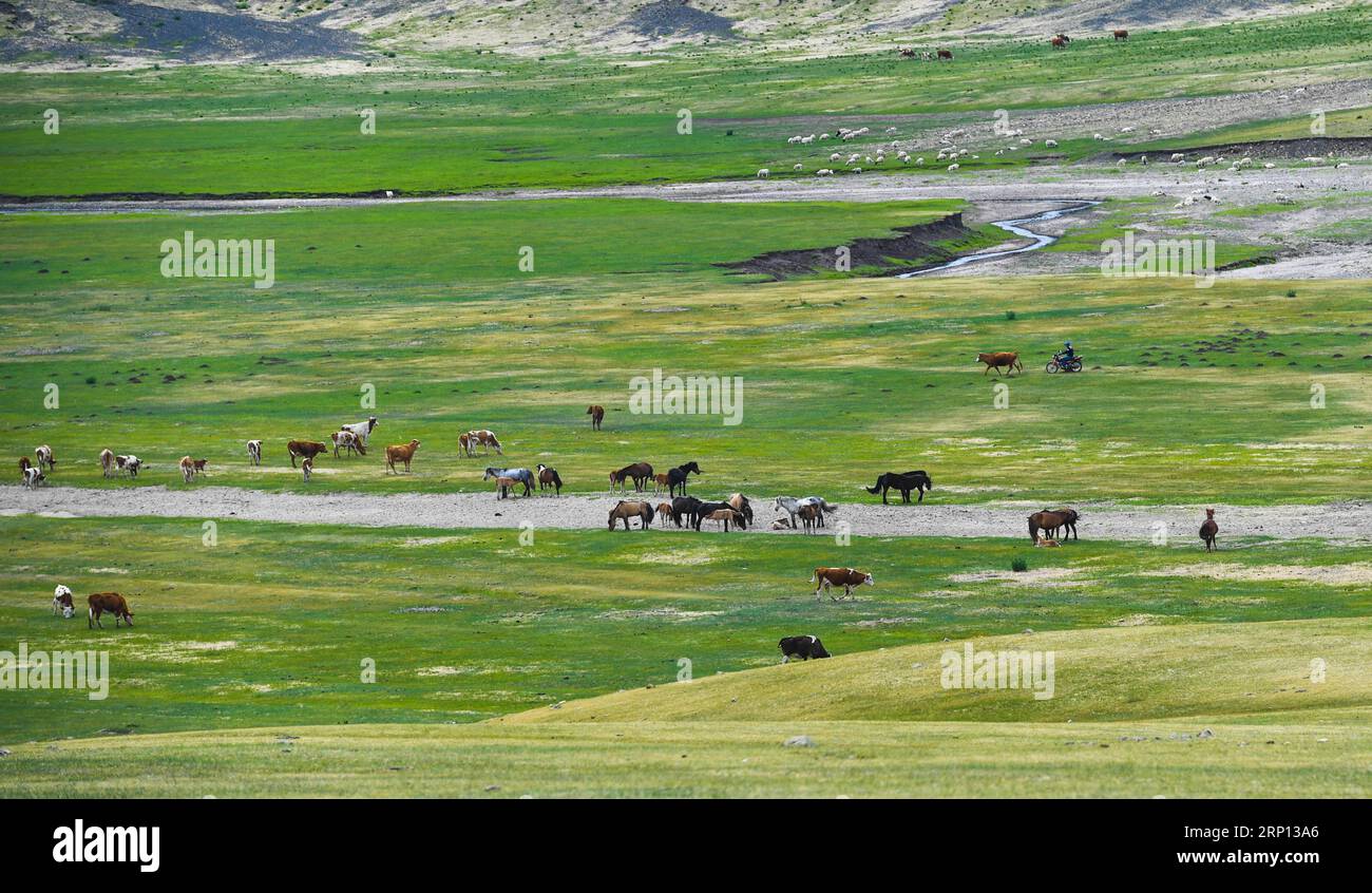 (180607) -- CHIFENG, June 7, 2018 -- Livestock graze on a grassland of Ar Horqin Banner in Chifeng, north China s Inner Mongolia Autonomous Region, June 6, 2018. Grass on the pastures of Inner Mongolia resumes growth thanks to rising temperature and more rainfall.) (wyl) CHINA-INNER MONGOLIA-CHIFENG-GRASSLAND (CN) PengxYuan PUBLICATIONxNOTxINxCHN Stock Photo