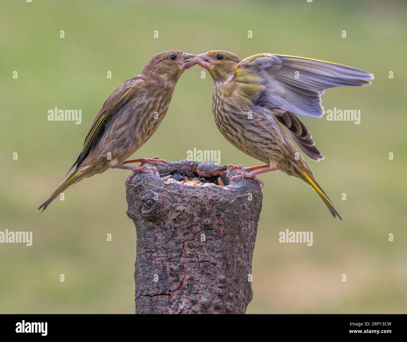 European Greenfinch [ Chloris chloris ] Juvenile birds fighting over feeding position on baited stump Stock Photo