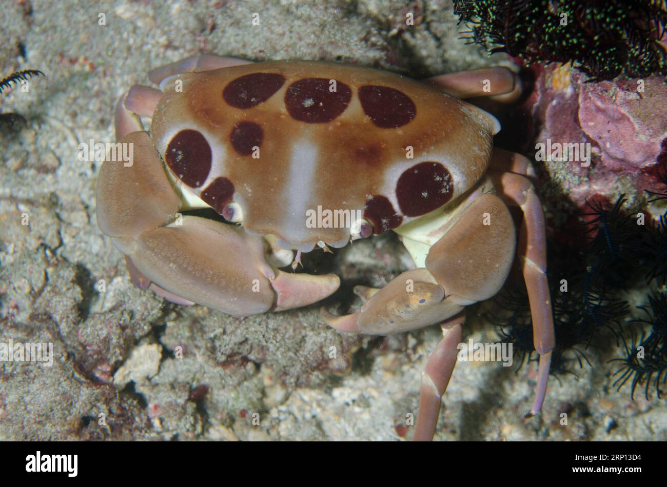 Spotted Reef Crab, Carpilius maculatus, night dive, Coral Wall dive site, near Blue Lagoon, Padangbai, near Candidasa, Bali, Indonesia Stock Photo