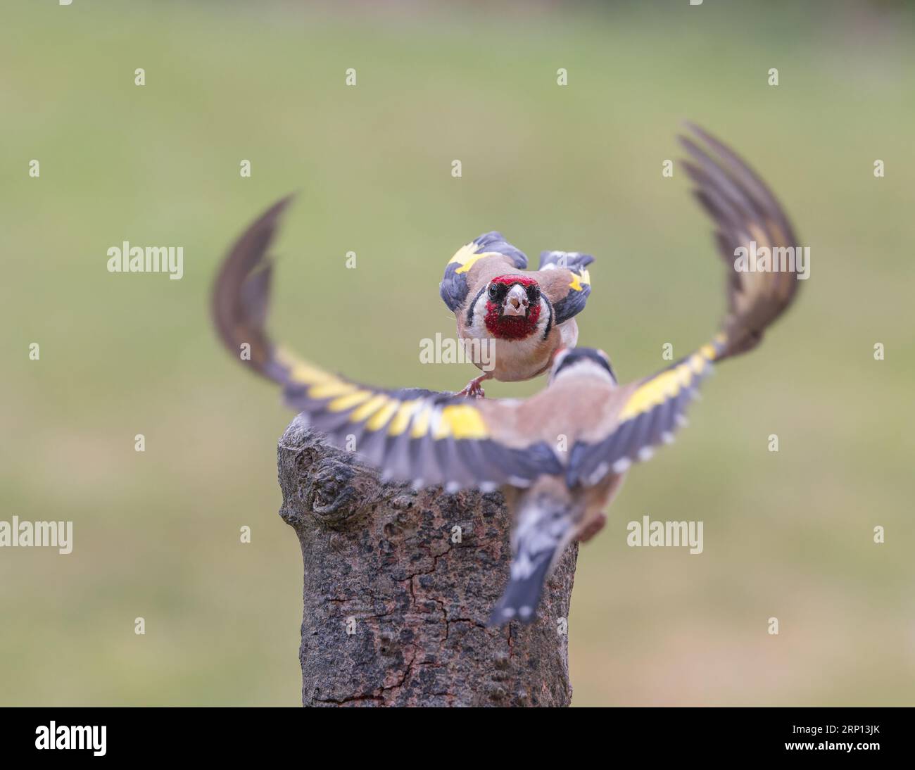 European Golfinch [ Carduelis carduelis ] Adult birds fighting over