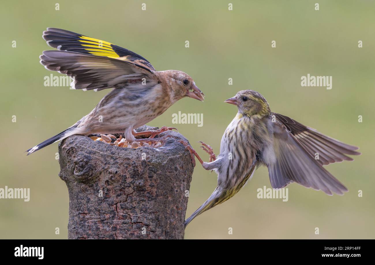 European Golfinch [ Carduelis carduelis ] and Siskin [ Spinus spinus ] Juvenile birds fighting over feeding position on baited stump Stock Photo