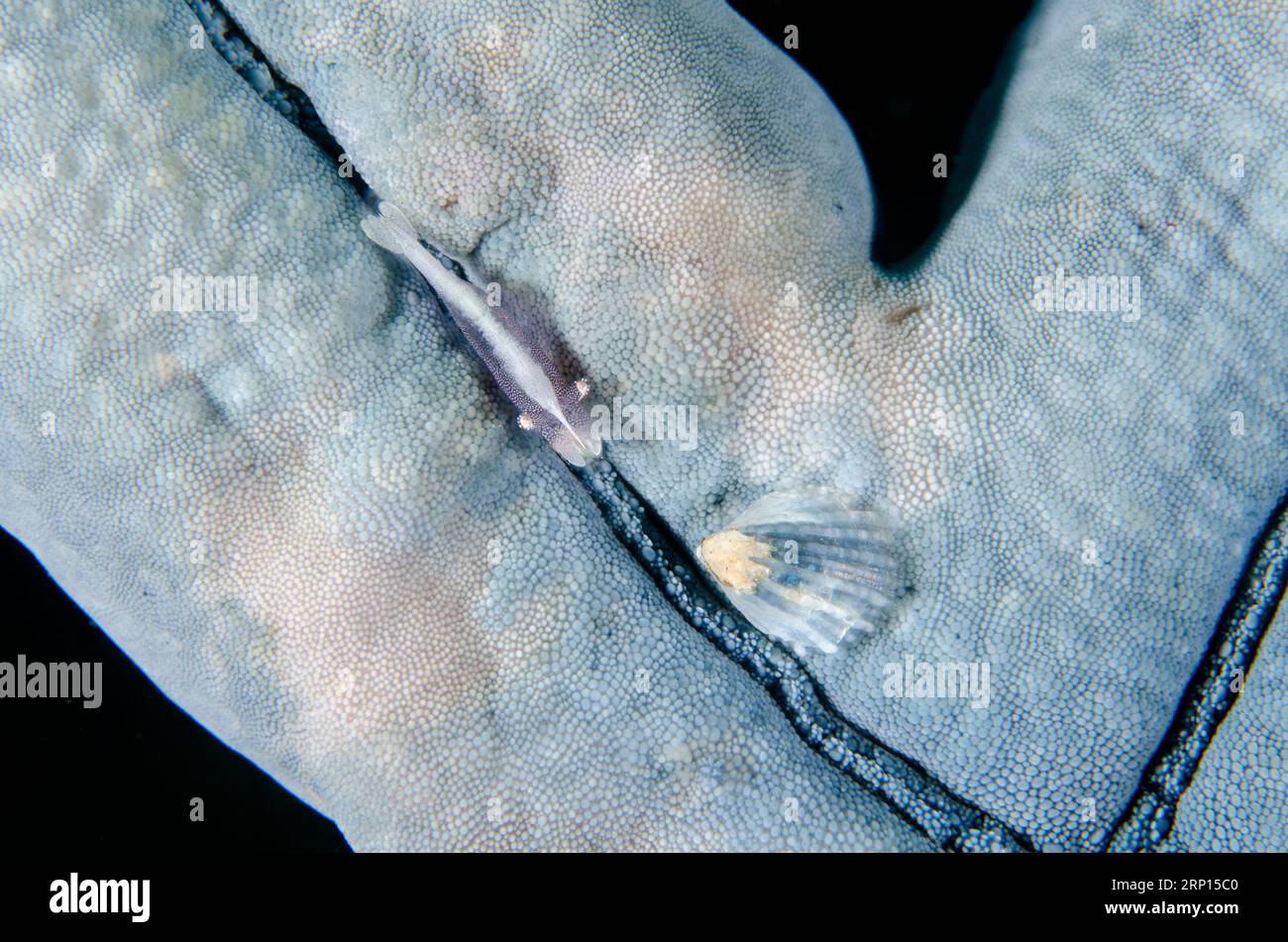 Sea Star Shrimp, Zenopontonia soror, and Parasitic Snail, Thyca cristallina, on Blue Starfish, Linckia laevigata, Monkey Reef dive site, Tulamben, Kar Stock Photo