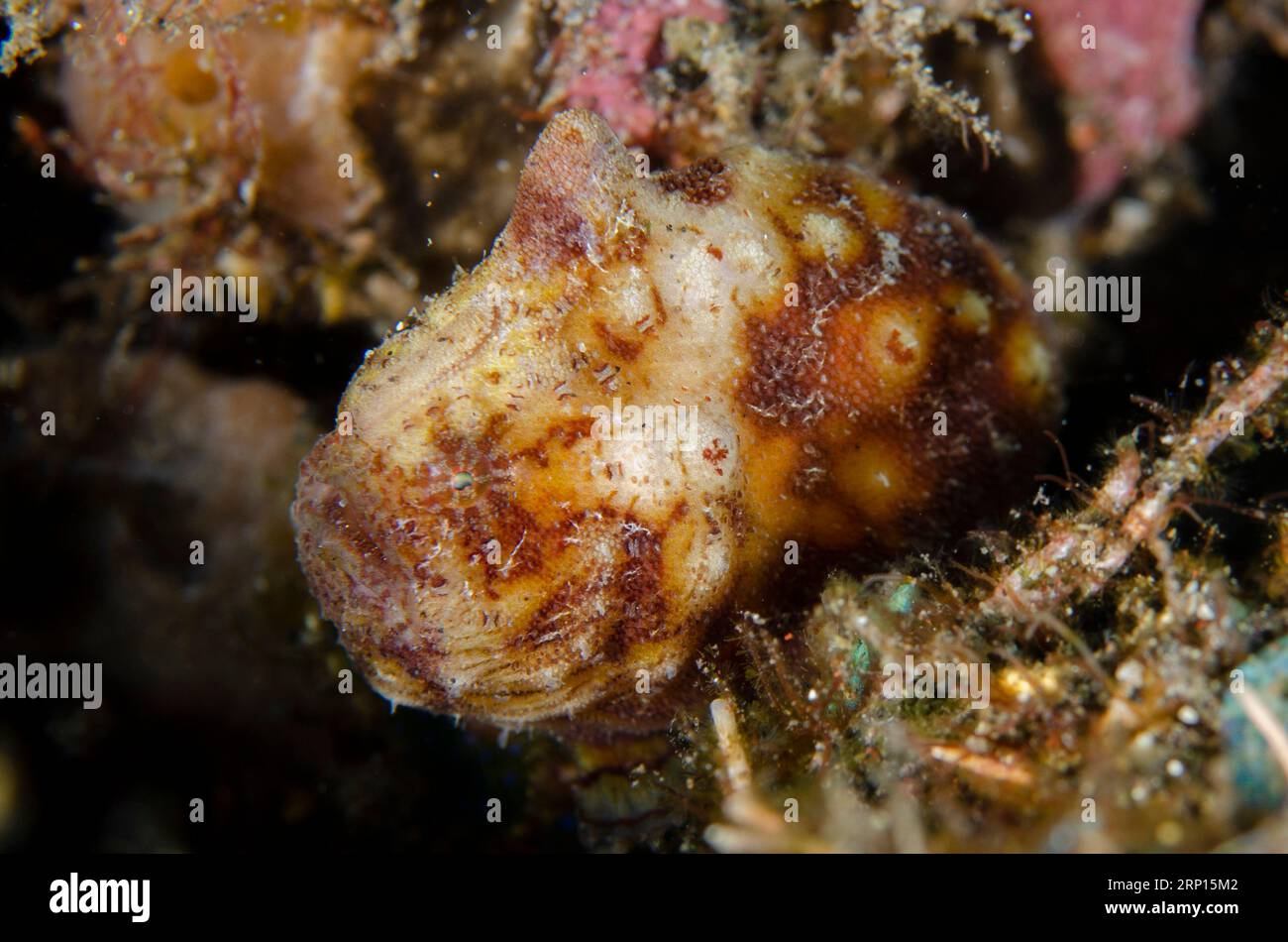 Tuberculated Frogfish, Antennatus tuberosus, Monkey Reef dive site, Tulamben, Karangasem, Bali, Indonesia Stock Photo