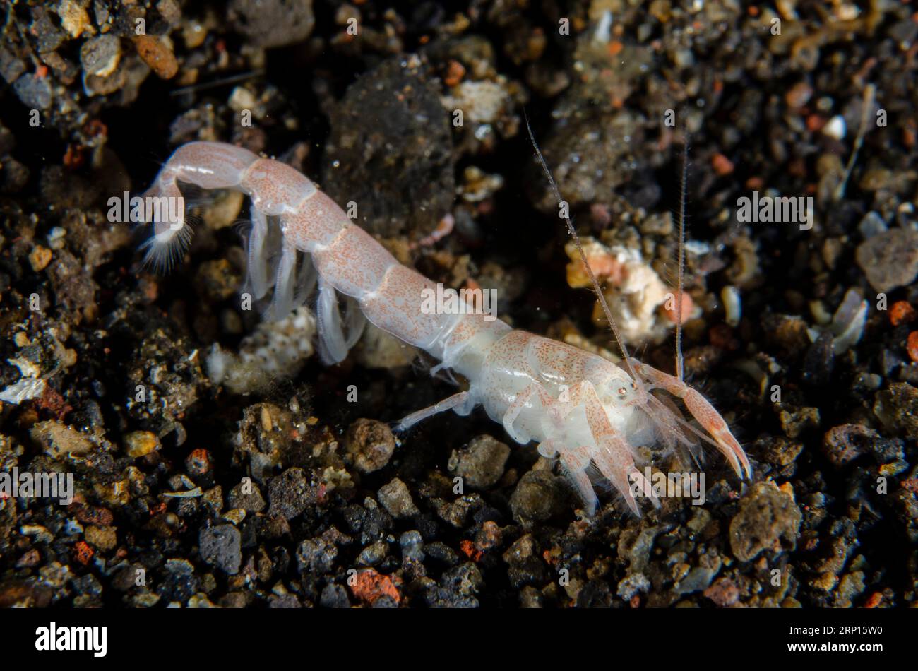 Juvenile Lobster Shrimp, Axiidae Infraorder, Monkey Reef dive site, Tulamben, Karangasem, Bali, Indonesia Stock Photo