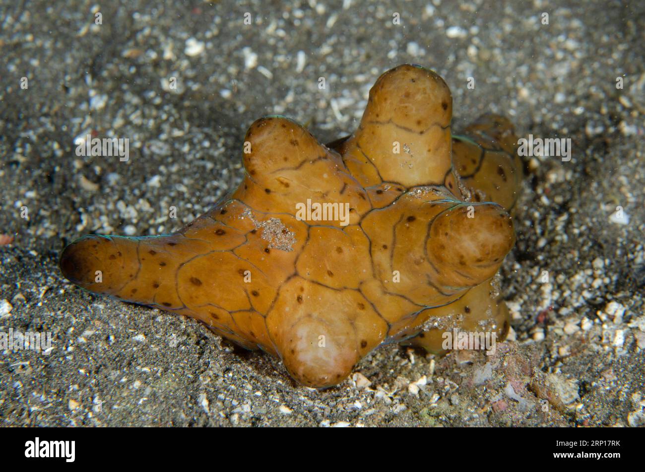 Black Velutnid Snail, Coriocella nigra, night dive, Pyramids dive site, Amed, Karangasem, Bali, Indonesia Stock Photo