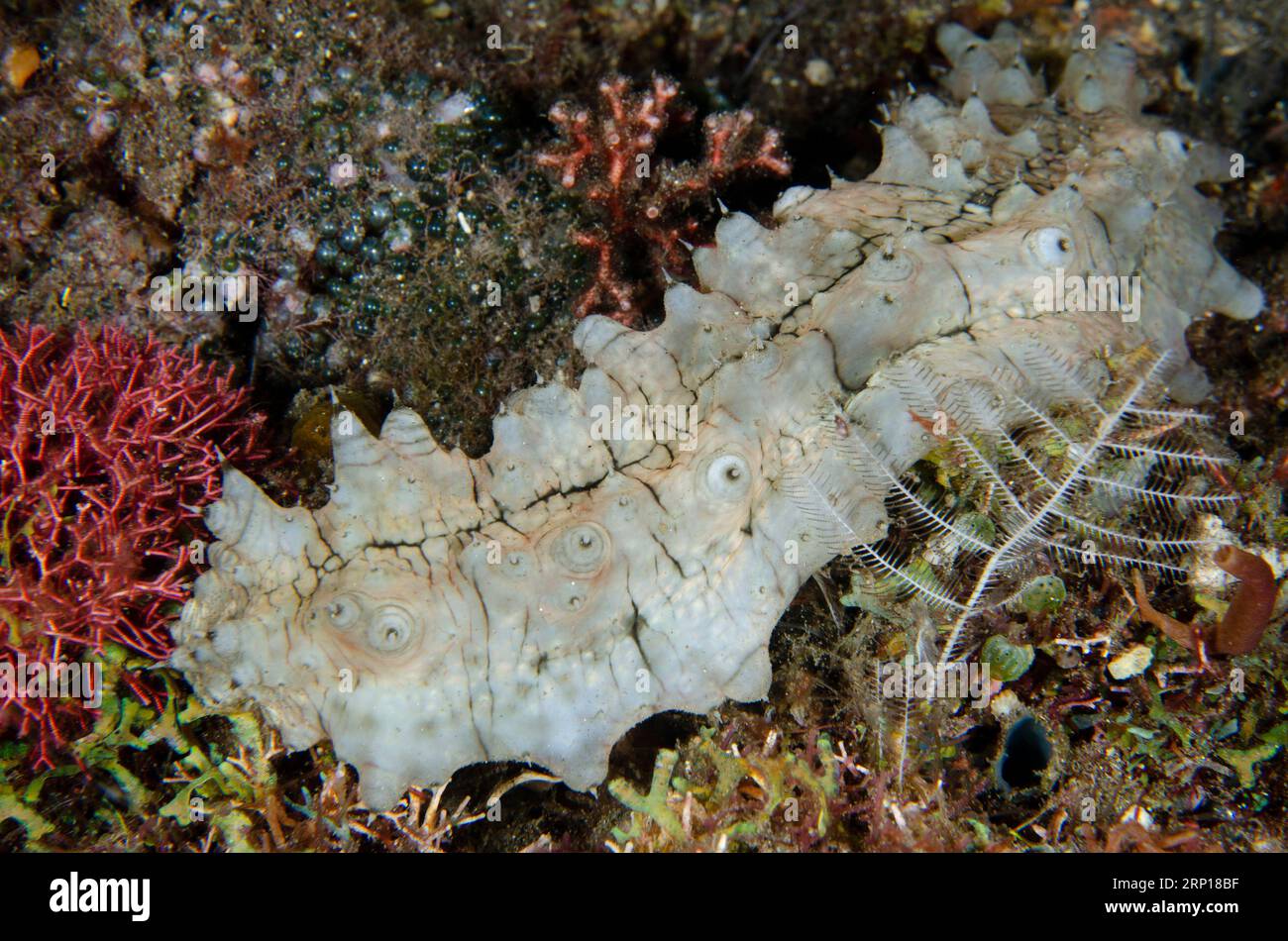 Dragonfish Sea Cucumber, Stichopus horrens, night dive, Pyramids dive site, Amed, Karangasem, Bali, Indonesia Stock Photo