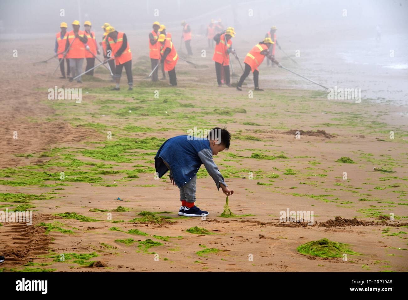 (180619) -- QINGDAO, June 19, 2018 -- Workers clear enteromorpha, a type of algae, along the beach in Qingdao, east China s Shandong Province, June 19, 2018. ) (mp) CHINA-QINGDAO-ENTEROMORPHA-CLEAN (CN) LixZiheng PUBLICATIONxNOTxINxCHN Stock Photo