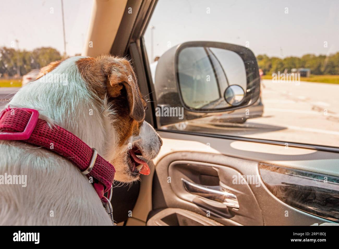 Pet Travel Checklist Hi res Stock Photography And Images Alamy pet-travel-checklist-hi-res-stock-photography-and-images-alamy