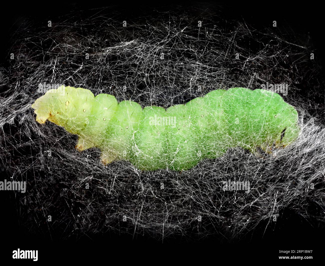 close up of a pupated green caterpillar of the Silver Y moth, Autographa gamma in the pupa, cocoon Stock Photo