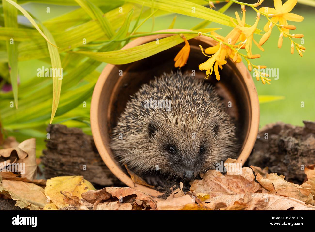 Hedgehog, Scientific name, Erinaceus Europaeus.  Close up of a wild, native European hedgehog in late Summer, facing front inside a terracotta flower Stock Photo