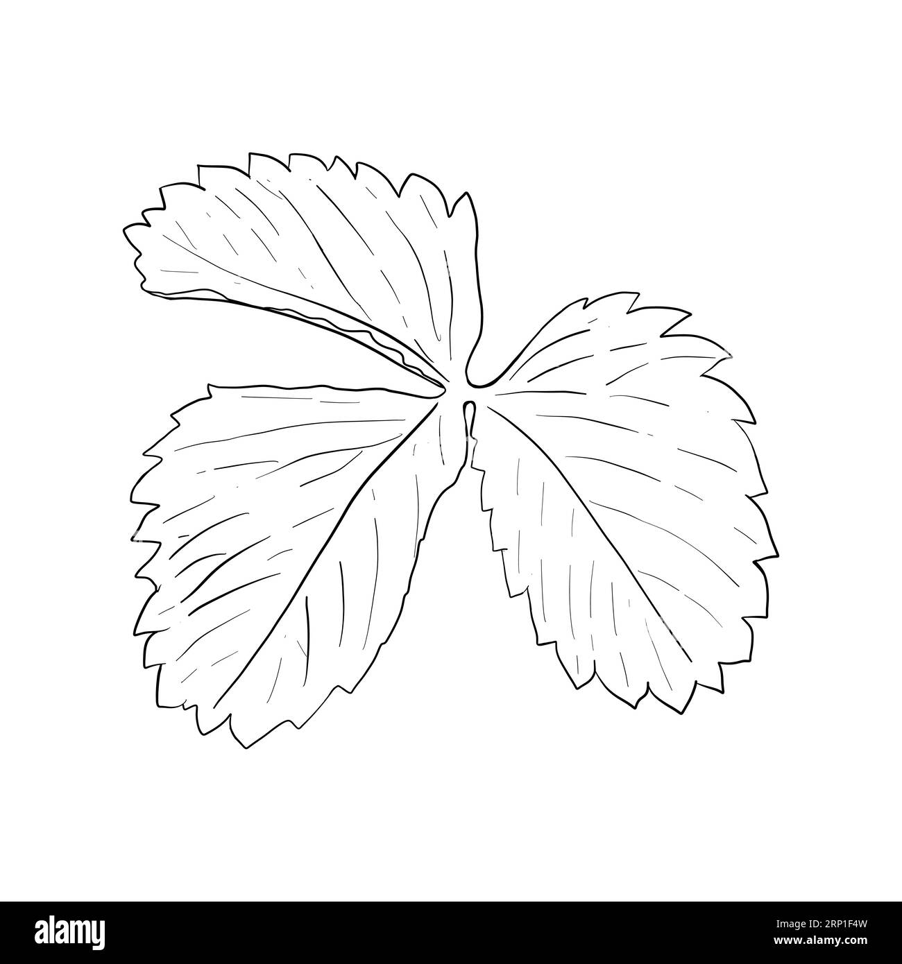 Vector, line illustration of strawberry leaf, strawberry hand drawn