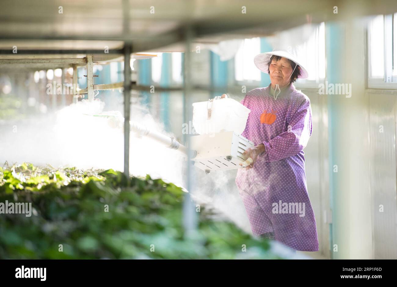 (180702) -- CHUN AN, July 2, 2018 -- A worker sprays disinfectant at a silkworm breeding base of Cathaya Group in Xiajiang Village of Chun an County, east China s Zhejiang Province, May 9, 2018. Chun an County cooperated with Cathaya Group in building silkworm breeding bases to produce high quality cocoon and silk products. To date, about 4,000 hectares mulberry bushes have been cultivated and some 300 tonnes raw silk are produced per year. )(wsw) CHINA-ZHEJIANG-SILK INDUSTRY (CN) WengxXinyang PUBLICATIONxNOTxINxCHN Stock Photo