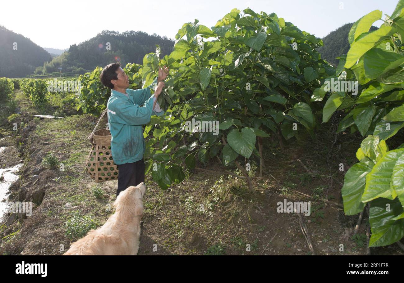 (180702) -- CHUN AN, July 2, 2018 -- Wang Tiangui collects mulberry leaves to feed silkworms at a silkworm breeding base of Cathaya Group in Wangcun Village of Chun an County, east China s Zhejiang Province, May 9, 2018. Chun an County cooperated with Cathaya Group in building silkworm breeding bases to produce high quality cocoon and silk products. To date, about 4,000 hectares mulberry bushes have been cultivated and some 300 tonnes raw silk are produced per year. )(wsw) CHINA-ZHEJIANG-SILK INDUSTRY (CN) WengxXinyang PUBLICATIONxNOTxINxCHN Stock Photo
