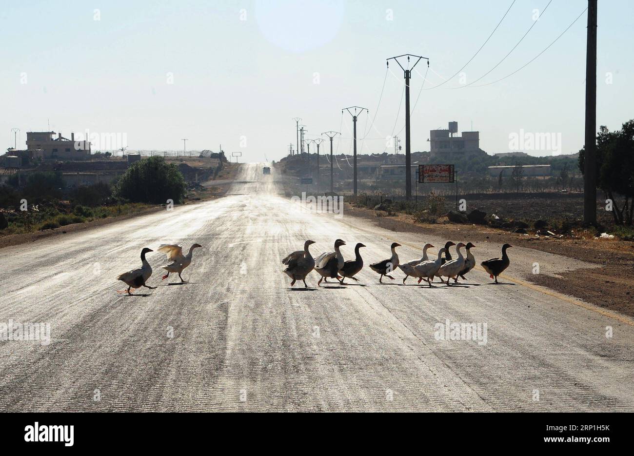 (180706) -- DARAA (SYRIA), July 6, 2018 -- Ducks cross a street in the town of Nuaimeh, near the Nasib border crossing, in the southeastern countryside of Daraa, Syria, on July 6, 2018. The Syrian army on Friday captured the Nasib border crossing, the only operative border crossing with Jordan, following a two-week long battle in the southern province of Daraa, according to the state TV. ) SYRIA-DARAA-NASIB BORDER CROSSING-JORDAN-CAPTURE AmmarxSafarjalani PUBLICATIONxNOTxINxCHN Stock Photo
