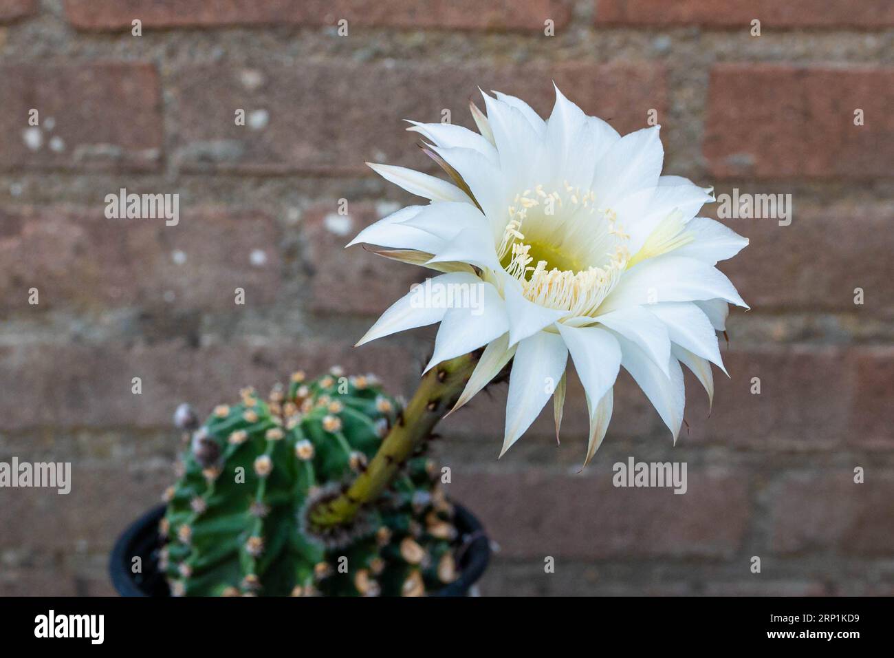 Vibrant white cactus flower of species Echinopsis subdenudata, blooms for only one day. Stock Photo