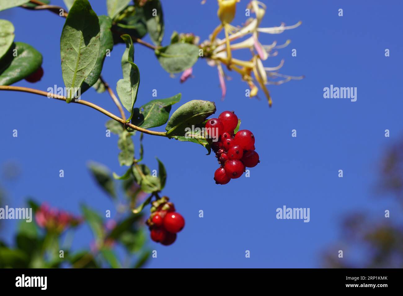 Red clusters of berries, flowering Lonicera periclymenum (honeysuckle, common honeysuckle, European honeysuckle, woodbine). Family Caprifoliaceae. Stock Photo