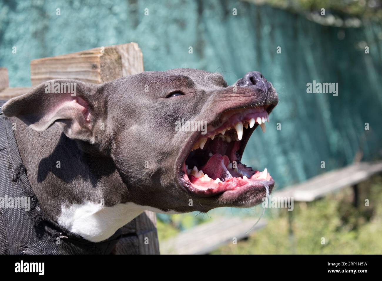 Beautiful angry dog staffordshire bull terrier. Blue american staffordshire terrier amstaff guard snatch criminal clothes. Service dog training Dog bi Stock Photo