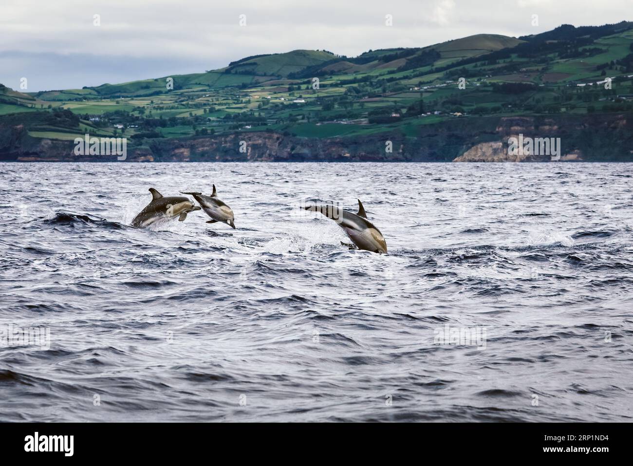Dolphins jumping in the sea at Sao Miguel Island in the Azores. Delphinus delphis Stock Photo