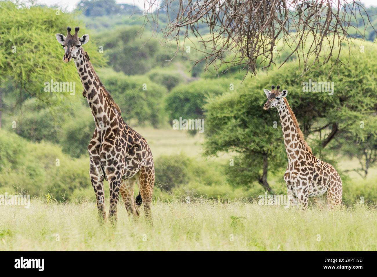 Graceful giraffes hi-res stock photography and images - Alamy