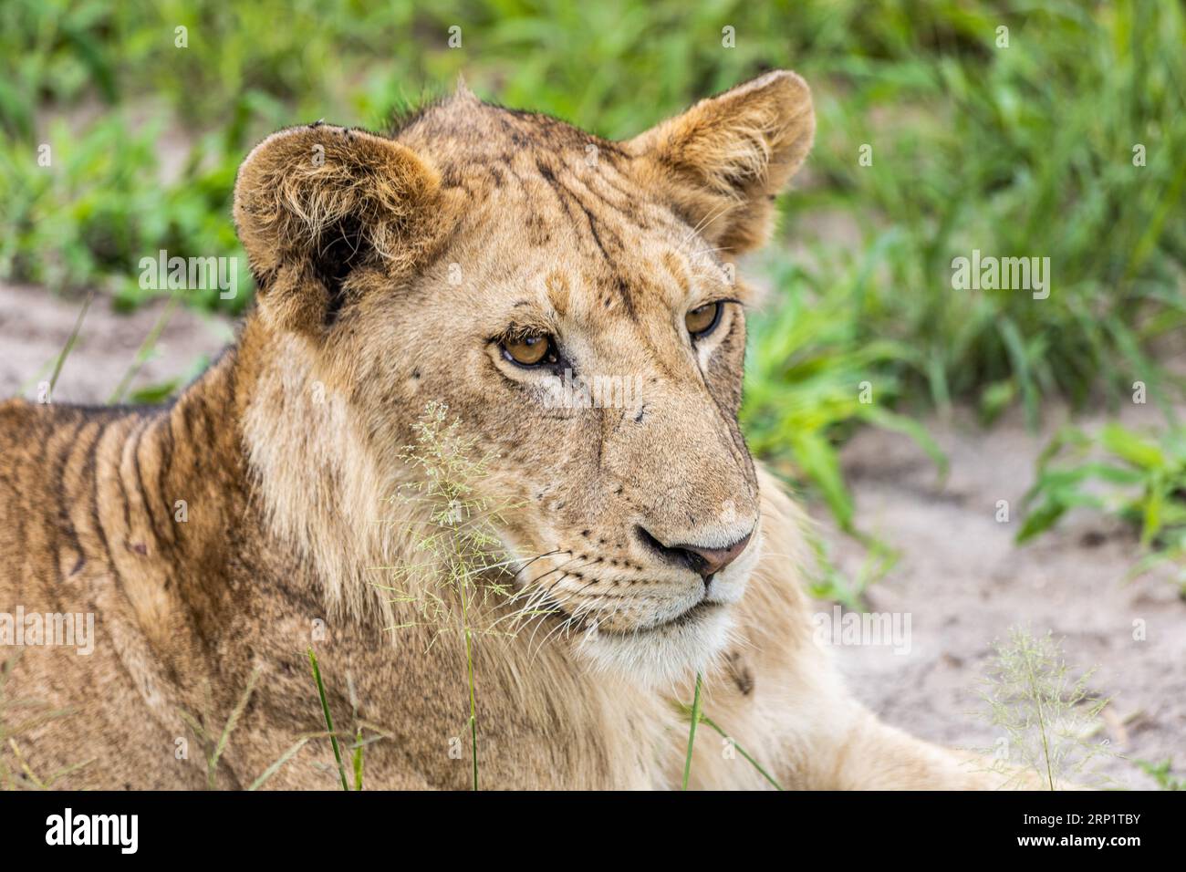 Lion reclining hi-res stock photography and images - Alamy