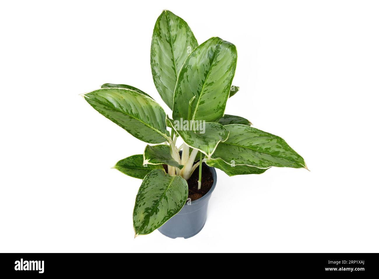 Exotic 'Aglaonema Royal Diamond' houseplant with silver pattern on leaves on white background Stock Photo