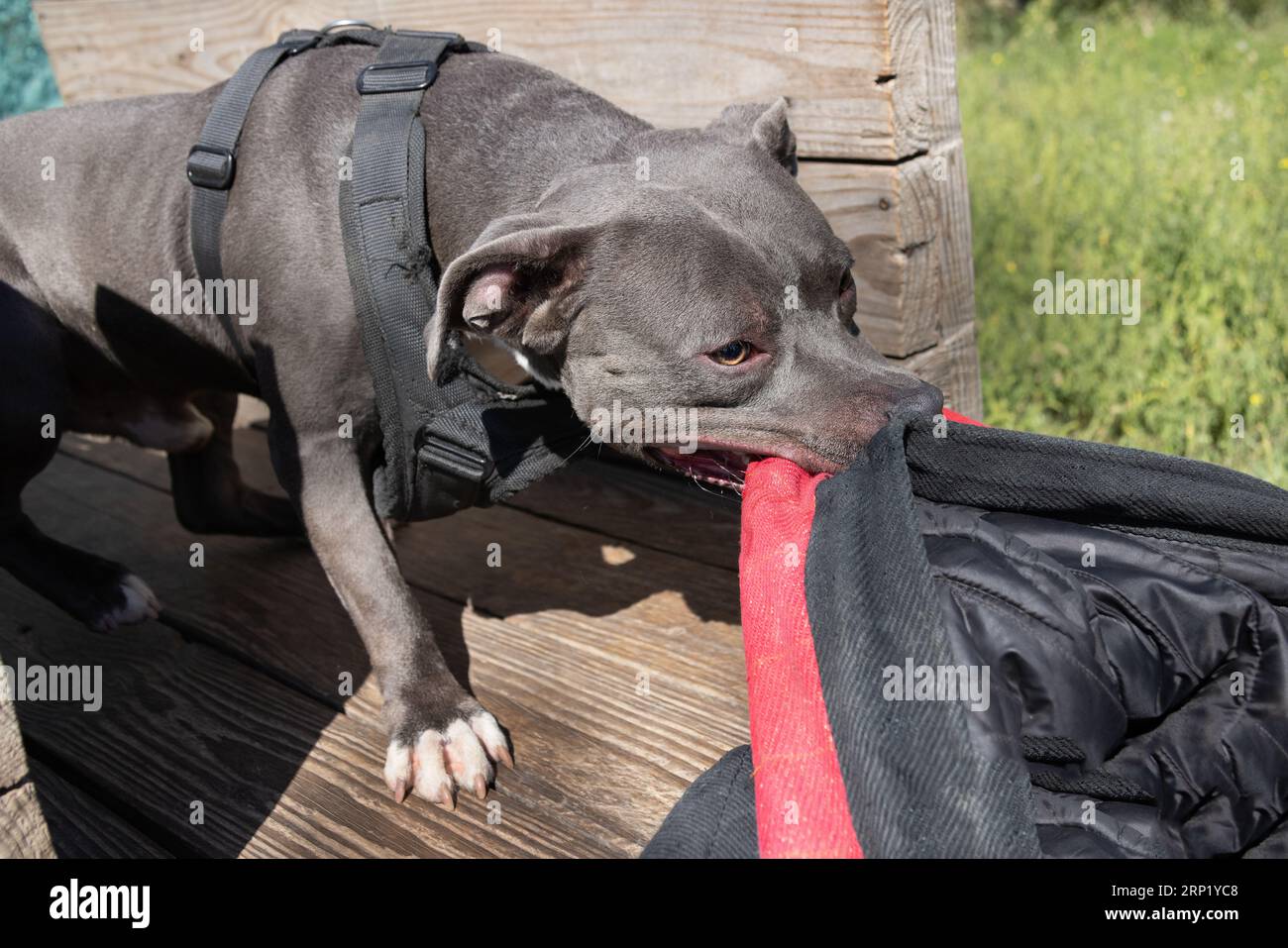 Beautiful angry dog staffordshire bull terrier. Blue american staffordshire terrier amstaff guard snatch criminal clothes. Service dog training Dog bi Stock Photo