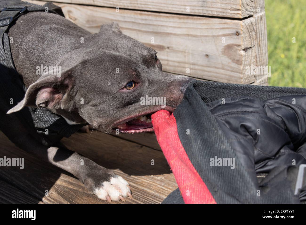 Beautiful angry dog staffordshire bull terrier. Blue american staffordshire terrier amstaff guard snatch criminal clothes. Service dog training Dog bi Stock Photo