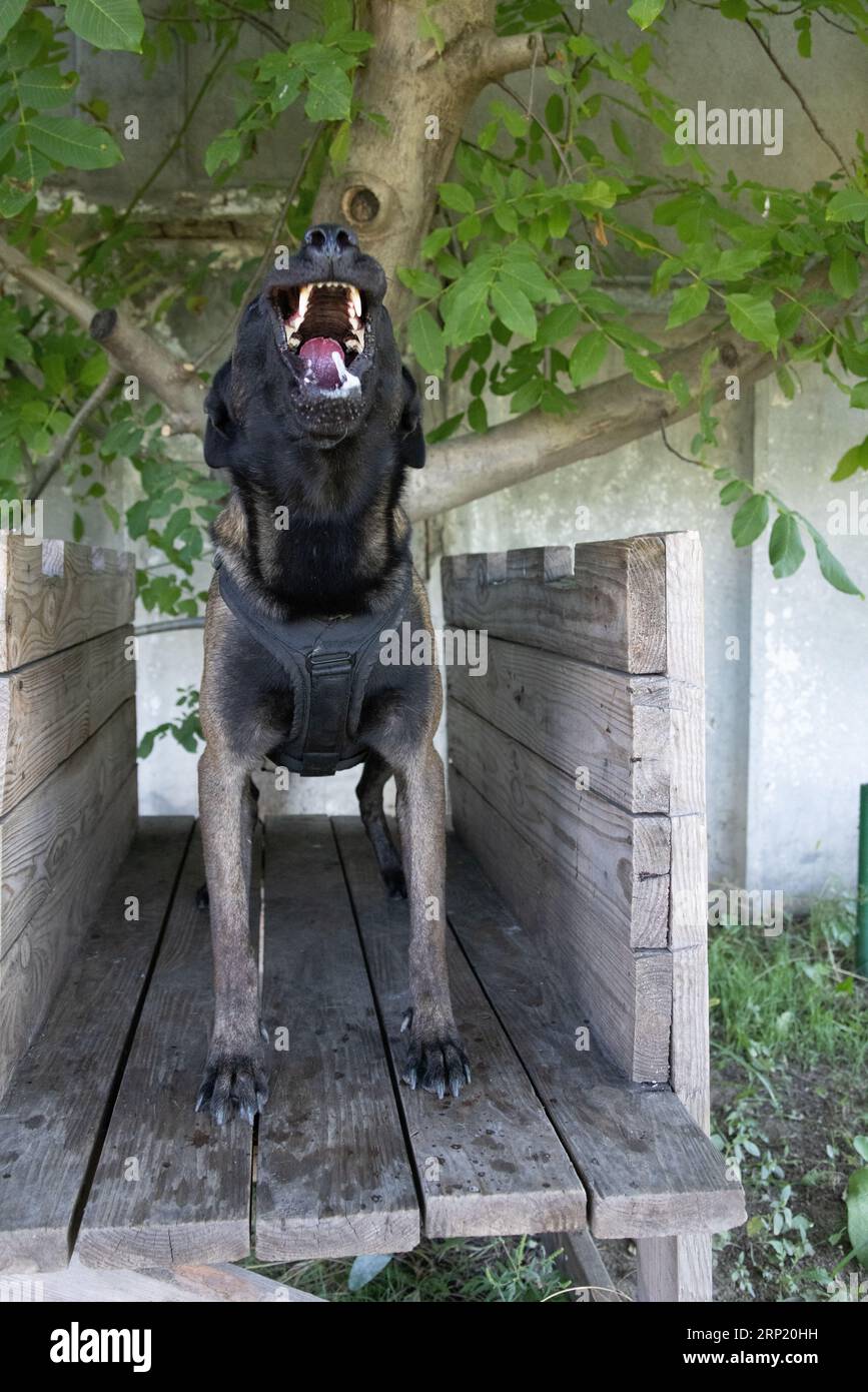 Beautiful angry Aggressive dog Belgian Shepherd Malinois grab criminal's clothes. Service dog training. Dog bites clothes. Angry attack. Evil teeth in Stock Photo