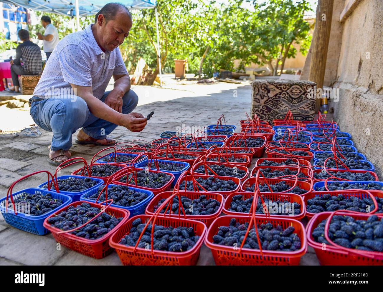 (180810) -- URUMQI, Aug. 10, 2018 -- A vendor checks harvested mulberries in Turpan, northwest China s Xinjiang Uygur Autonomous Region, May 11, 2017. Xinjiang, enjoying the long sunshine duration and large temperature difference, is famous for its bounty of fruits, including grapes, melons, pears, etc.. ) (wyo) CHINA-XINJIANG-FRUITS (CN) HuxHuhu PUBLICATIONxNOTxINxCHN Stock Photo