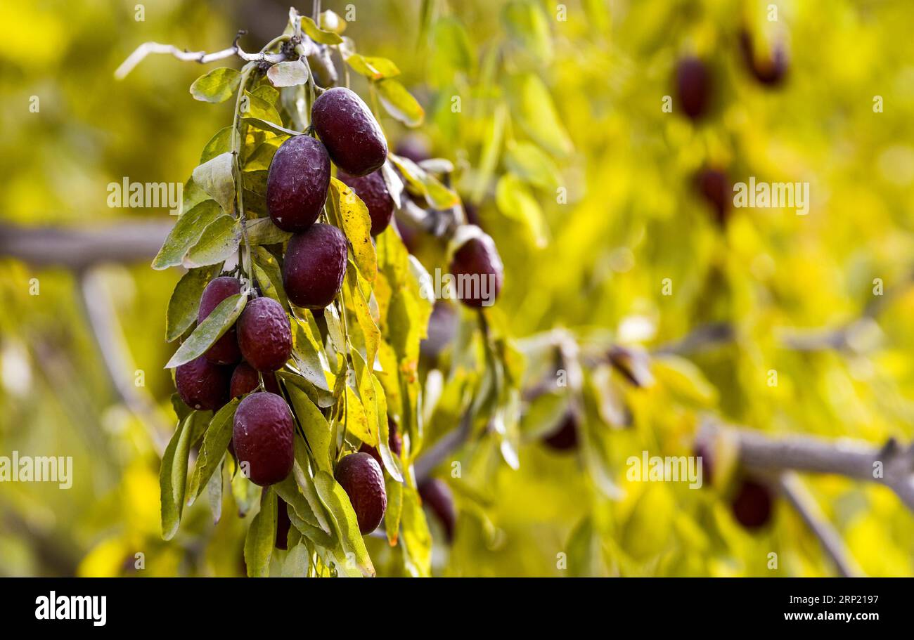 (180810) -- URUMQI, Aug. 10, 2018 -- Red dates are seen in Ruoqiang County, northwest China s Xinjiang Uygur Autonomous Region, Oct. 23, 2017. Xinjiang, enjoying the long sunshine duration and large temperature difference, is famous for its bounty of fruits, including grapes, melons, pears, etc.. ) (wyo) CHINA-XINJIANG-FRUITS (CN) ZhaoxGe PUBLICATIONxNOTxINxCHN Stock Photo