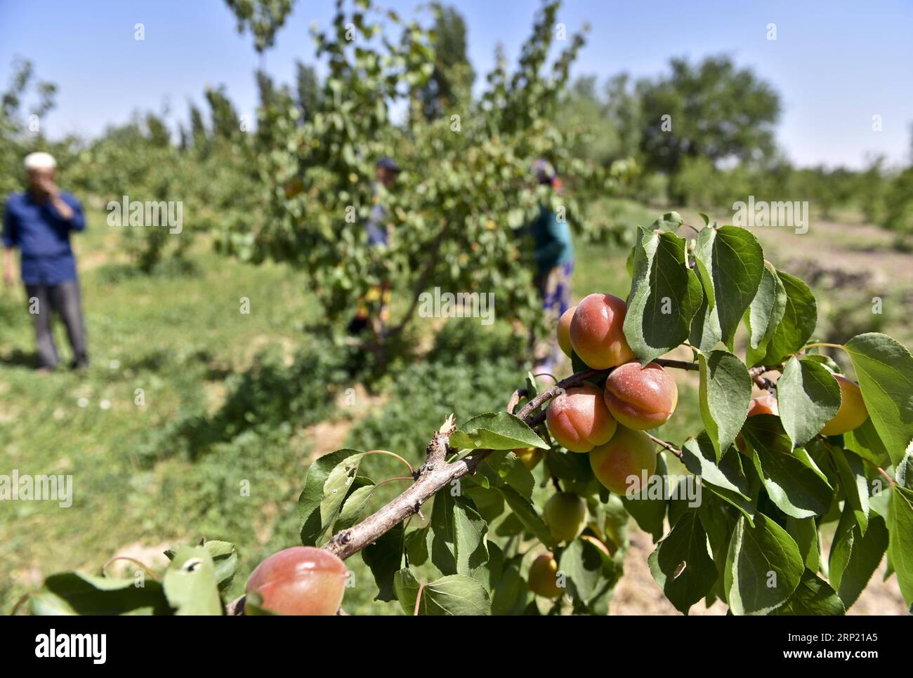 (180810) -- URUMQI, Aug. 10, 2018 -- Farmers pick apricots in Toksun County, northwest China s Xinjiang Uygur Autonomous Region, May 13, 2017. Xinjiang, enjoying the long sunshine duration and large temperature difference, is famous for its bounty of fruits, including grapes, melons, pears, etc.. ) (wyo) CHINA-XINJIANG-FRUITS (CN) HuxHuhu PUBLICATIONxNOTxINxCHN Stock Photo